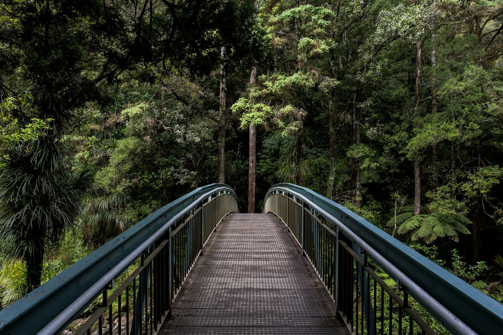 A quiet footbridge through a calm green forest — one step at a time